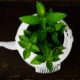 3 Medicinal Plants You Should Grow At Home