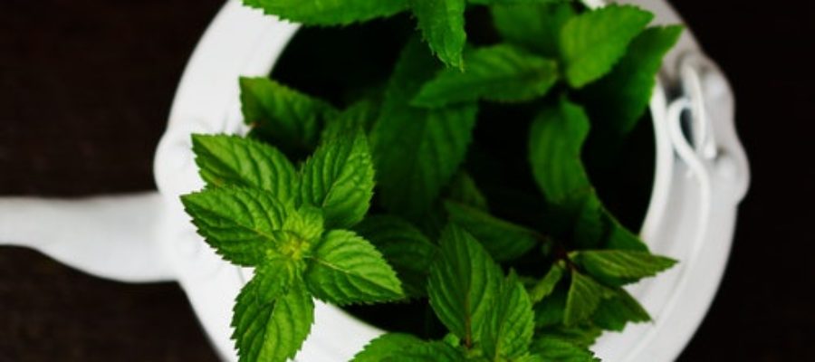 3 Medicinal Plants Your SHould Grow At Home